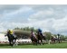  Carrera: P.Gran Hipódromo de Andalucia Caballo: Irish Breath Monta: B.Estupiñán